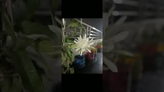 Brammakamalam🙏lodbramma creativesbeautiful flower🙏🙏🙏rareflower [upl. by Bortz687]