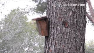 Agateadores comunes Certhia brachydactyla en caja nido [upl. by Oretos]