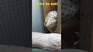 Tokay Gecko Sound And Feeding The Gecko phucsanimalhouse tokaygecko animalsounds [upl. by Trow]