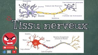 Histologie  tissu nerveux  😡بالدارجة المغربية [upl. by Ellenrad621]