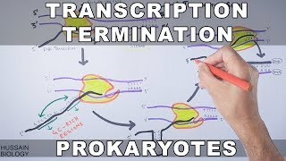 Transcription Termination in Prokaryotes [upl. by Namhcan]