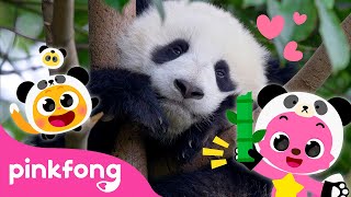 Baby Panda Hoo Ha  Kids Nursery Rhyme  Pinkfong Ninimo [upl. by Nrol]