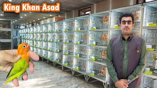 Most Beautiful Love Birds Setup In Faisalabad King Khan Asad Aviary  Visit to King Khan Asad Setup [upl. by Nooj]