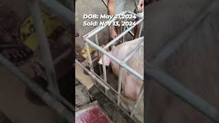 130kg 5 months 23 days piggerybusiness piggy piggeryfarm piggery baboyangwalangamoy farming [upl. by Tracy707]