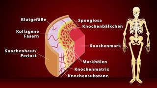 Knochen  Schulfilm Biologie [upl. by Ainex916]