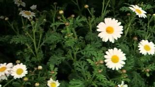 Argyranthemum frutescens [upl. by Alburga533]