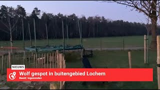 Wolf gespot in buitengebied Lochem  LokaalGelderland [upl. by Aicertap201]