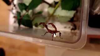 Extatosoma tiaratum  Stick Insect  Gespenstschrecke [upl. by Ellerret]