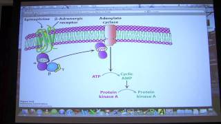 18 Biochemistry Signaling I Lecture for Kevin Aherns BB 450550 [upl. by Cini291]