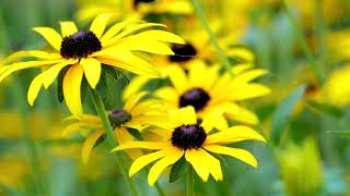 Gelber Sonnenhut Rudbeckia [upl. by Pease]