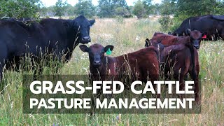 GrassFed Cattle Pasture Management [upl. by Benedetto]