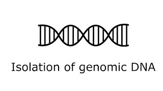 Isolation of yeast genomic DNA [upl. by Nylzaj]