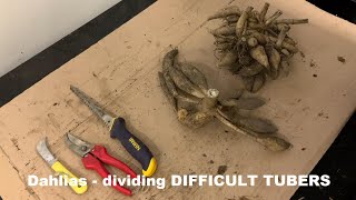 Storing Dahlia Tubers the EASY WAY  How to Dig and Store Dahlia Tubers quotDirtyquot  Dahlia Flower Care [upl. by Hump]