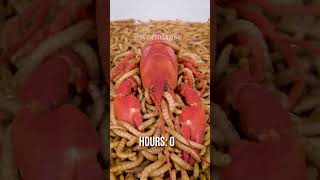 10 000 Mealworms vs CRAYFISH [upl. by Sharp296]