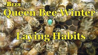 Queen Bee Winter Laying Habits [upl. by Arvie]