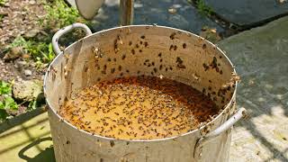 Bees and Flies Swarming Around Fermentation Residue in a Bucket [upl. by Sou459]