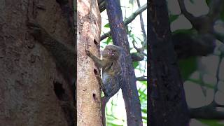 Meet the World’s Smallest Monkey Pygmy Marmoset Shorts Wildlife monkey [upl. by Etteyniv254]