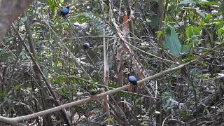 Longtailed Manakin  Saltarín Toledo  LEK [upl. by Georglana881]