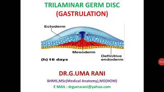 GASTRULATION PROCESS TRILAMINAR GERM DISC [upl. by Regazzi]