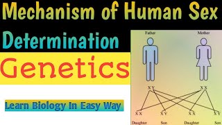 Sex Determination in Human  Principles of Inheritance and Variation  Genetics biology [upl. by Akineg]