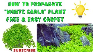 How to propagate Micranthemum quot Monte Carloquot plant Dry start method montecarlo free amp easy carpet [upl. by Artie]