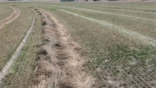 Sainfoin seed harvest Montana [upl. by Nahtnamas]