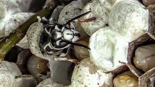 Bald Faced Hornets HUGE Nests Yellow Jacket SWARM Wasp Nest Removal [upl. by Gurolinick]