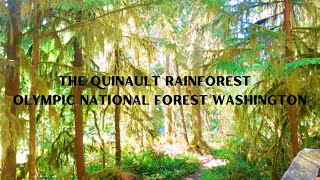 THE QUINAULT RAINFOREST OLYMPIC NATIONAL FOREST WASHINGTON [upl. by Akeyla182]