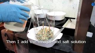 How To Recover Gold From Computer Scrap With Salt And Vinegar 1of3 [upl. by Grieve]