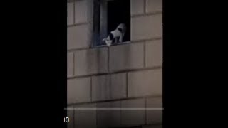 YOU WONT BELIEVE THIS Starving dehydrated dog hangs out the window for a emergency rescue [upl. by Schwarz200]