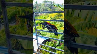 Blackrumped flameback woodpecker at my office window birds birdwatching woodpecker [upl. by Lucilia774]