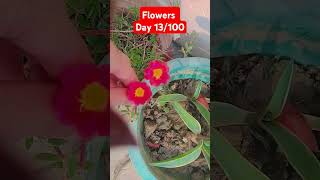 flowers day 13100love trending viral [upl. by Cirek]