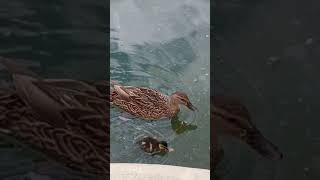 Mommy and babies mallard [upl. by Panaggio]