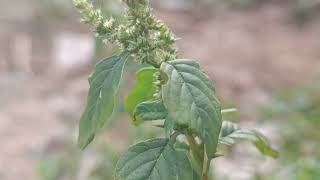 Amaranthus spinosus [upl. by Thynne903]