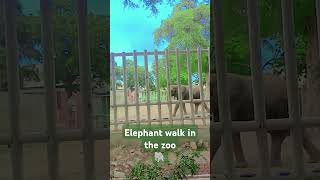 The elephant walk elephant in the zoo twins Brothers in the zoo big giant elephant 🐘oldest elephant [upl. by Nallad]