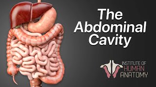 Anatomy Masterclass The Abdominal Cavity [upl. by Enidaj672]