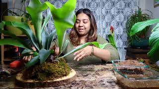 DIY Staghorn Fern Mount  Platycerium Bifurcatum [upl. by Netsud]