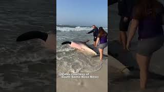 Dead 13foot great white shark washes up on Florida Beach [upl. by Aelahc]