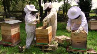 Comment débuter en apiculture avec Beeopic [upl. by Schwartz]