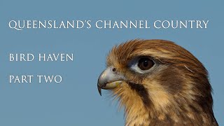 Queenslands Channel Country Bird Haven New Free Documentary now published outbackqueensland [upl. by Straus]