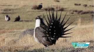 Sage Grouse Strut their Stuff [upl. by Nelleoj]