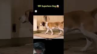 Movie explain movie dog film storytime doglover facts amazingfacts [upl. by Berard]