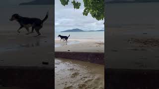 Lucky she so happy My Dog Ranong Koh Phayam [upl. by Dasa]