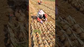 Onions Harvest agriculture farming farm [upl. by Therron]