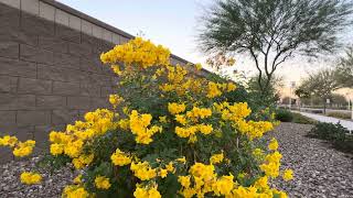 AZ Plant Reviews  Yellow Bells Tecoma stans [upl. by Cotter933]