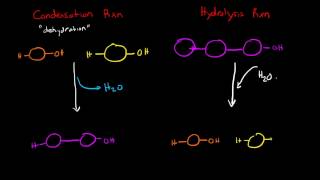 Condensation and Hydrolysis Reactions [upl. by Hedveh]