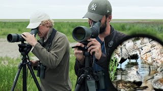 Tienduizenden steltlopers langs de Friese Waddenkust [upl. by Adnawed]