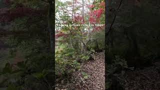 autumn leave tokyo west mountains [upl. by Pollard956]