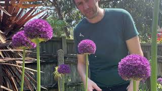 Allium Ambassador a giant allium bulb easy to grow Great for bees [upl. by Florella]