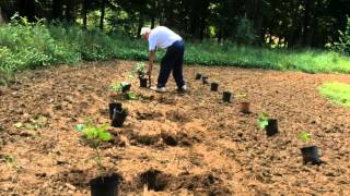 OKRA  TRANSPLANTING INTO THE GARDEN PART 2 and CUT WORM TIP OAG 2015 [upl. by Trebeh]